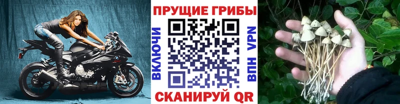 Купить где  Ревда  Галлюциногенные грибы Cubensis 